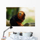 Tamarin Lion Tte Dore