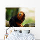 Tamarin Lion Tte Dore