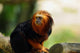 Tamarin Lion Tte Dore