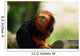 Tamarin Lion Tte Dore