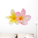Two Frangipani Flowers Isolated on White Wall Decal