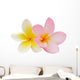 Two Frangipani Flowers Isolated on White Wall Decal