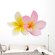 Two Frangipani Flowers Isolated on White Wall Decal