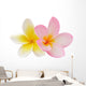 Two Frangipani Flowers Isolated on White Wall Decal