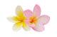Two Frangipani Flowers Isolated on White Wall Decal