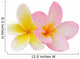 Two Frangipani Flowers Isolated on White Wall Decal