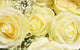 Bouquet of Yellow Roses Wall Mural
