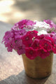 India, Pink And White Flowers In Terracotta Pot At Ahilya Fort Hotel Wall Mural