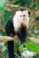 White Faced Capuchin Monkey Wall Mural