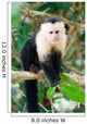 White Faced Capuchin Monkey Wall Mural