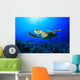 Sea Turtle Wall Mural