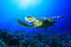 Sea Turtle Wall Mural