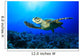 Sea Turtle Wall Mural