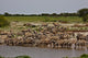 Zebras Waterhole Wall Mural