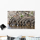 Zebras Waterhole