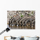 Zebras Waterhole