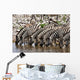 Zebras Waterhole