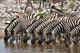 Zebras Waterhole
