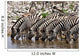 Zebras Waterhole