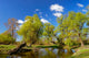 Trees near Pond Spring