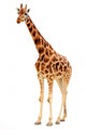 Giraffe Wall Decal