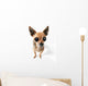 Big-eyed Chihuahua Wall Decal