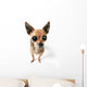Big-eyed Chihuahua Wall Decal