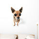 Big-eyed Chihuahua Wall Decal