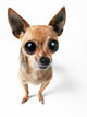 Big-eyed Chihuahua Wall Decal