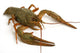 crawfish Wall Decal