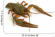 crawfish Wall Decal