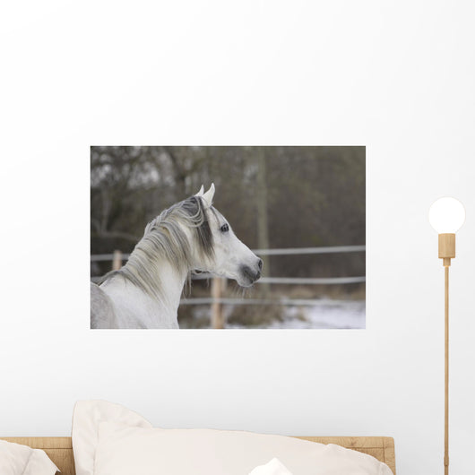 Vollblutaraber Portrait Wall Mural
