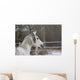 Vollblutaraber Portrait Wall Mural