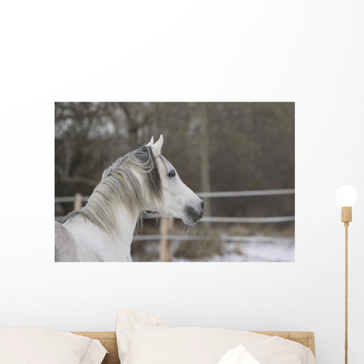 Vollblutaraber Portrait Wall Mural