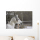 Vollblutaraber Portrait Wall Mural