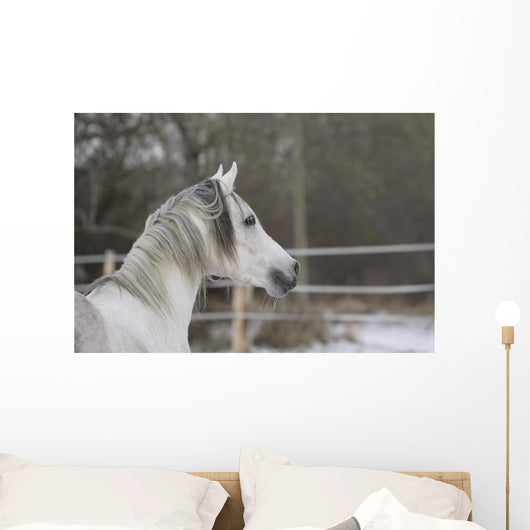 Vollblutaraber Portrait Wall Mural