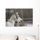 Vollblutaraber Portrait Wall Mural