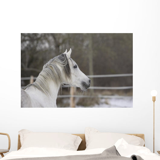 Vollblutaraber Portrait Wall Mural