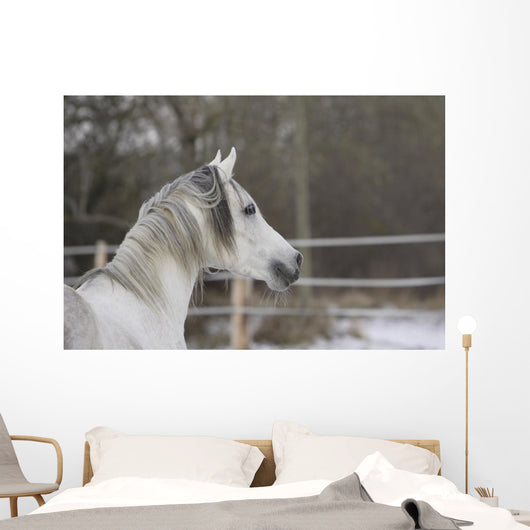 Vollblutaraber Portrait Wall Mural