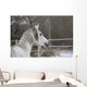 Vollblutaraber Portrait Wall Mural