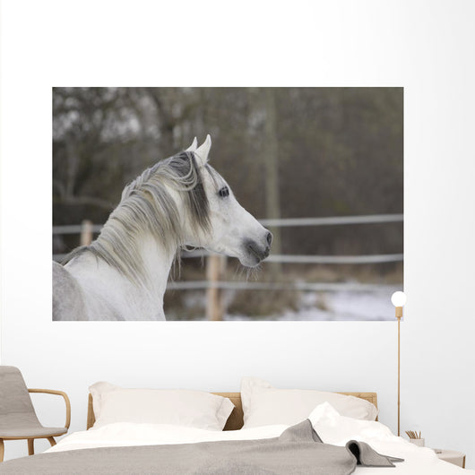 Vollblutaraber Portrait Wall Mural