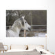 Vollblutaraber Portrait Wall Mural