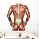 Building Muscle Male Back Wall Decal
