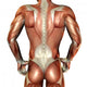 Building Muscle Male Back Wall Decal