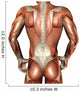 Building Muscle Male Back Wall Decal