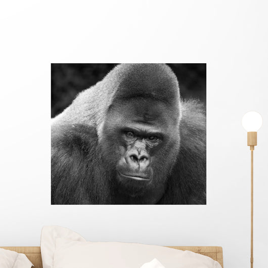 Close-up Gorilla Wall Mural