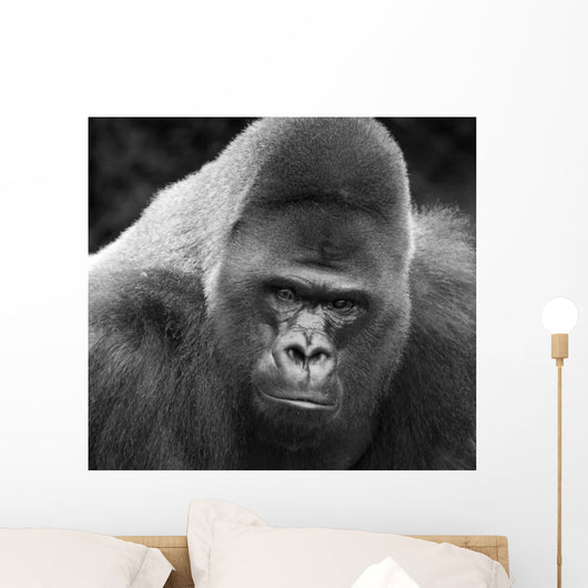 Close-up Gorilla Wall Mural