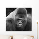 Close-up Gorilla Wall Mural