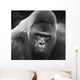 Close-up Gorilla Wall Mural