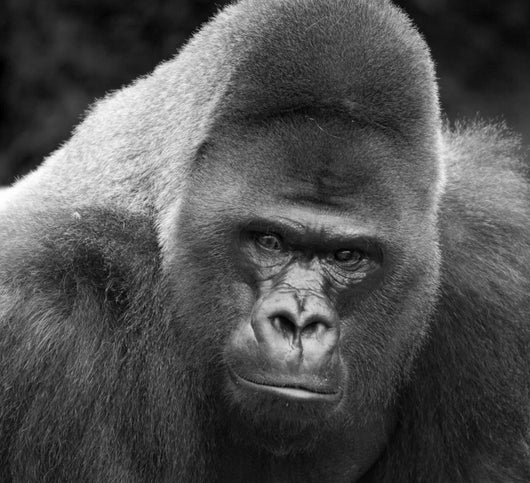 Close-up Gorilla Wall Mural